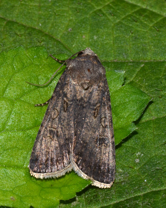 Noctuidae Agrotis segetum ?